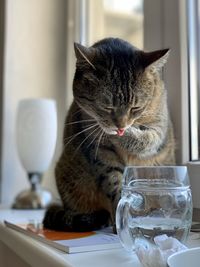 Cat is drinking water from the glass at the window