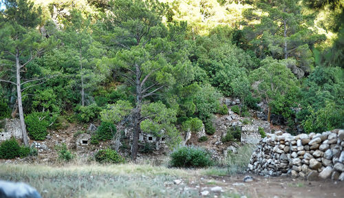 View of trees in the forest