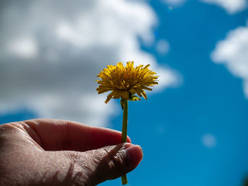 Close-up of hand holding dandelion flower