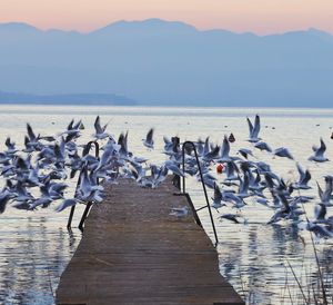 Flock of birds on beach against sky