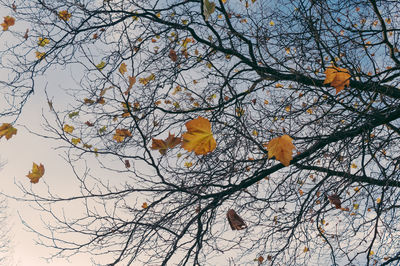 Yellow leaves on branch against sky