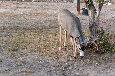 Deer standing on field