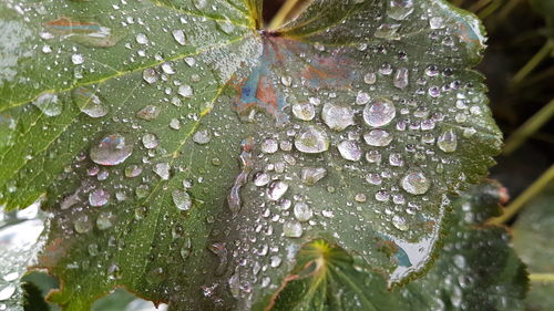 Close-up of water drops on leaf