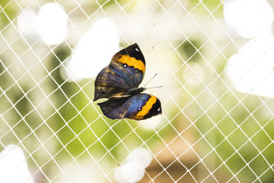 High angle view of butterfly on flower