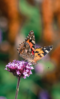 Close-up of butterfly pollinating on purple flower