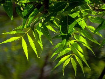 Close-up of fresh green leaves