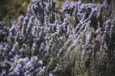 Close-up of purple flowering plants on field