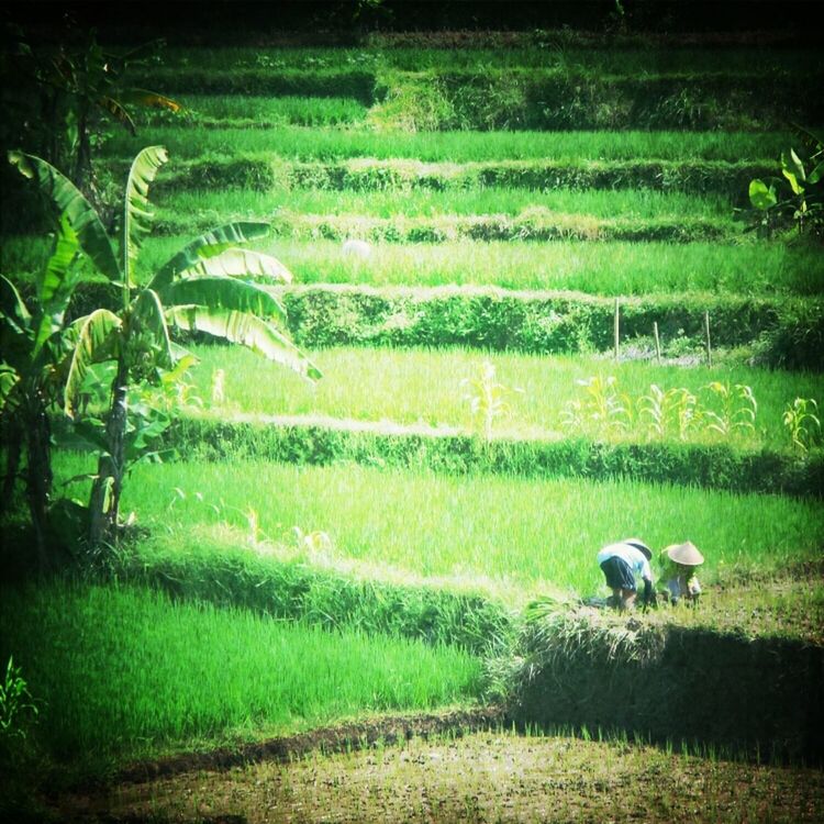 grass, field, grassy, green color, growth, landscape, plant, agriculture, rural scene, nature, tranquility, auto post production filter, sunlight, farm, outdoors, park - man made space, beauty in nature, tranquil scene, day, shadow