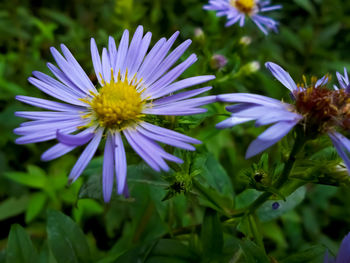 Close-up of purple flowering plants