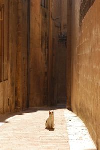 Cat sitting on wall against building