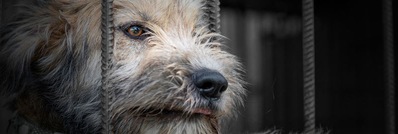 Dog in animal shelter waiting for adoption. dog behind the fences. dog in animal shelter cage.