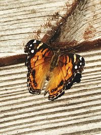 Close-up of butterfly on wood