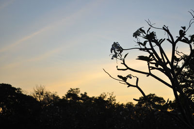 Low angle view of silhouette trees against sky during sunset