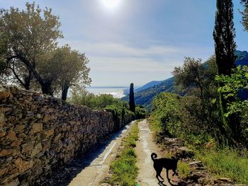 Dog amidst plants and trees against sky