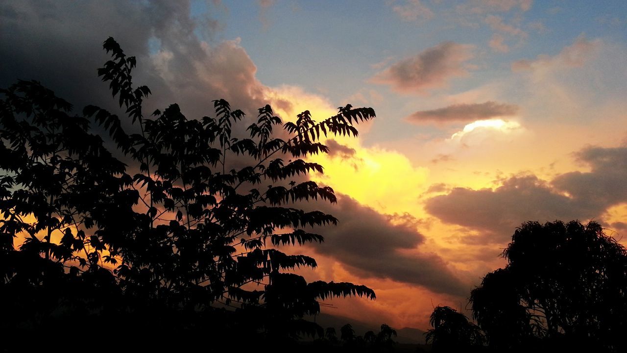 sunset, silhouette, sky, low angle view, cloud - sky, tree, beauty in nature, tranquility, orange color, scenics, nature, tranquil scene, growth, cloud, cloudy, idyllic, dramatic sky, outdoors, no people, sun