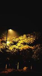 Illuminated trees against sky at night