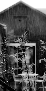 Close-up of plant against building