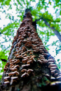 Low angle view of mushroom growing on tree trunk