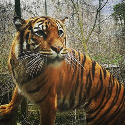 Close-up of tiger in cage at zoo