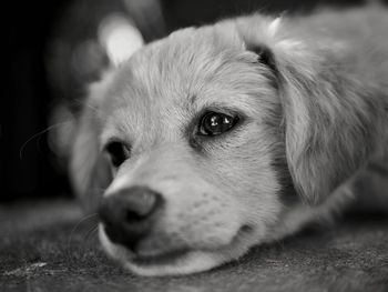 Close-up of dog looking away