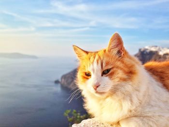 Close-up portrait of cat against sky
