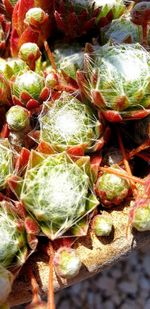 Full frame shot of fresh fruits at market