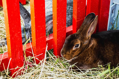 Close-up of rabbit on grass