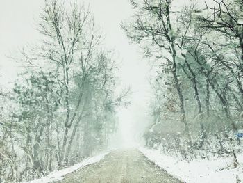 Low angle view of trees against sky