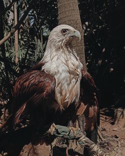 Birds perching on a tree