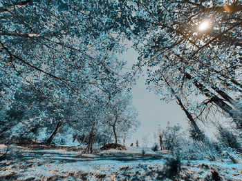 Low angle view of bare tree during winter