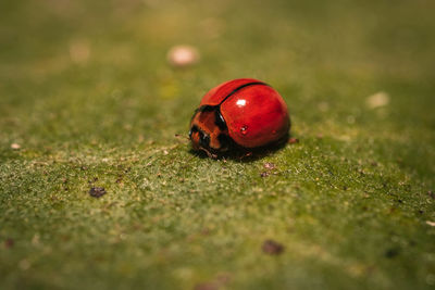 Close-up of ladybug on ground