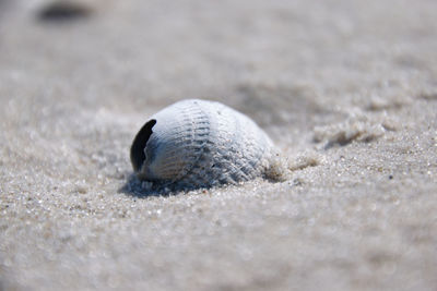 Close-up of shell on sand