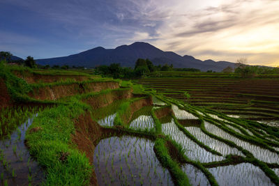 Beautiful morning view of indonesia. terraced rice fields and mountains at sunrise