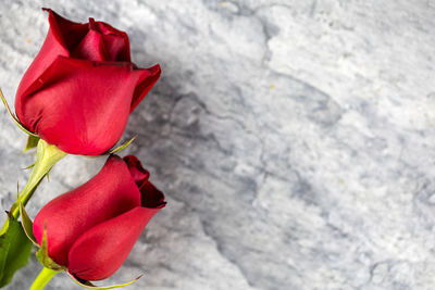 Close-up of red rose against blurred background