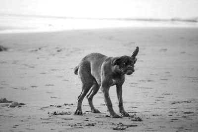 Dog standing on beach