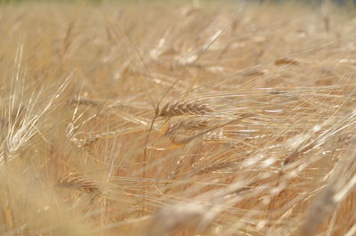 Close-up of wheat field