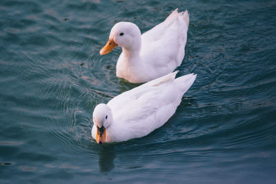 Duck swimming in lake