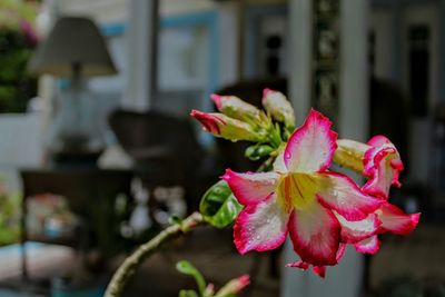 Close-up of wet pink flowers blooming in yard