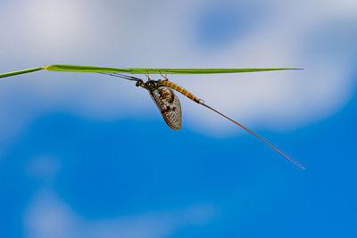 Low angle view of insect on plant against sky