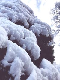 Low angle view of snow covered trees against sky