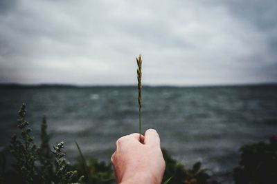 Cropped image of hand holding plant against white background