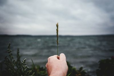 Cropped image of man holding plant at shore against sky