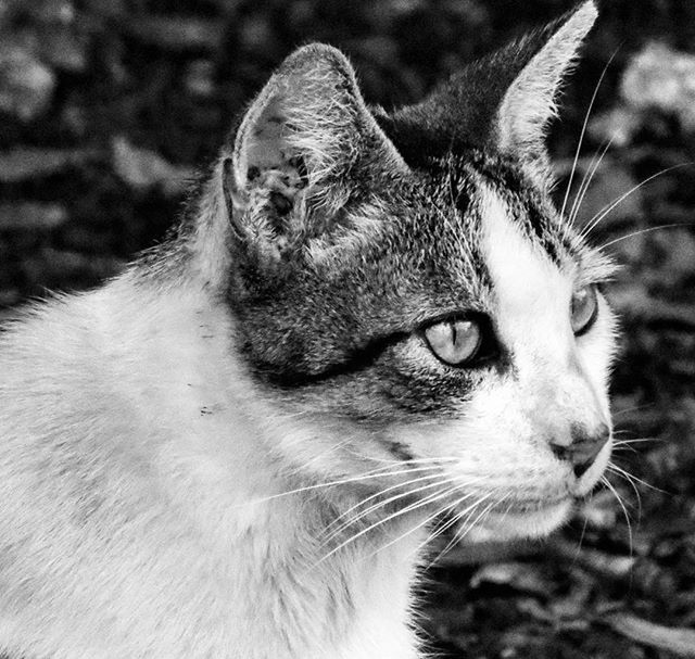 one animal, animal themes, pets, mammal, domestic animals, domestic cat, close-up, whisker, focus on foreground, feline, cat, animal head, looking away, animal body part, no people, outdoors, portrait, day, nature, relaxation