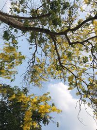 Low angle view of trees against sky