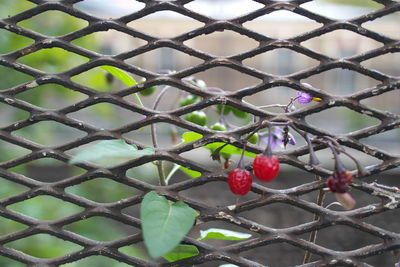 Close-up of berries on tree