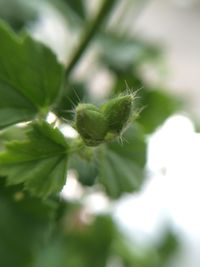 Close-up of plant