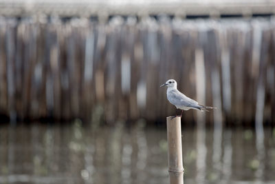 Close-up of seagull perching on wooden post