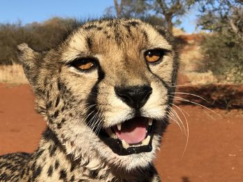 Close-up of cheetah