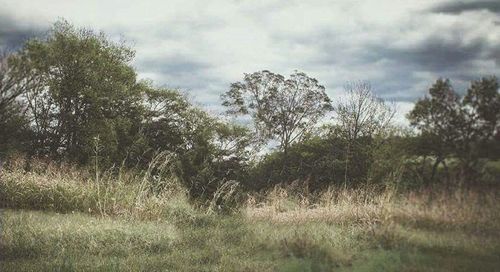 Trees on landscape against sky