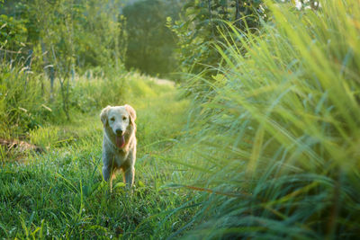 Dog in a field